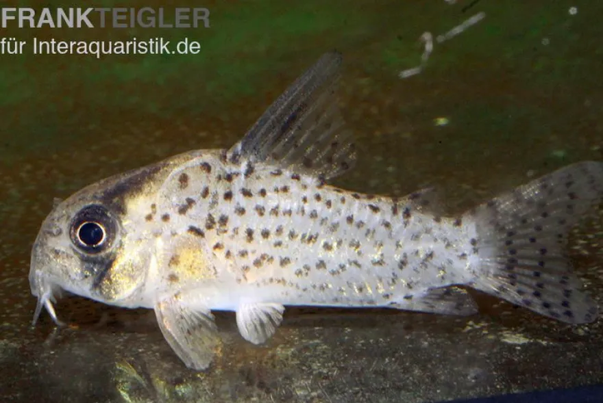 Rio-Negro-Panzerwels, Corydoras kanei