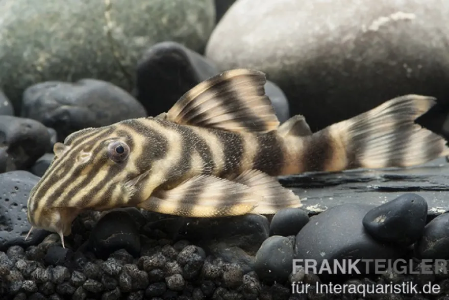 Rio Negro-Tigerharnischwels, L169, LDA1, Panaqolus sp., 5-74 cm