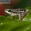 Rio Pecado Stummelfuß Kröte, Atelopus balios