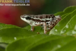 Rio Pecado Stummelfuß Kröte, Atelopus balios