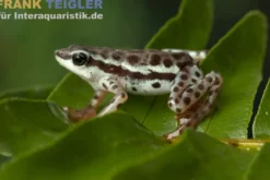 Rio Pecado Stummelfuß Kröte, Atelopus balios