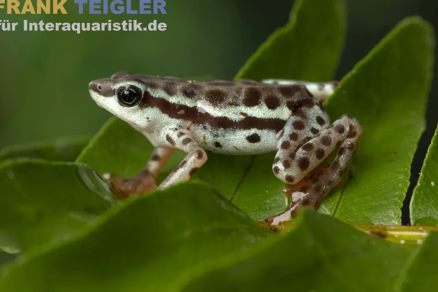 Rio Pecado Stummelfuß Kröte, Atelopus balios