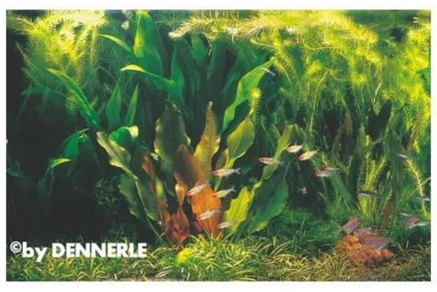 Rio Xingu, 100 x 40 x 50 cm, Aquarienpflanzen-Set, Pflanzensortiment