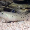 Rittergrundel, Stigmatogobius sadanundio