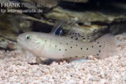 Rittergrundel, Stigmatogobius sadanundio