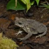 Rivero-Kröte, Rhinella humboldti