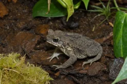 Rivero-Kröte, Rhinella humboldti
