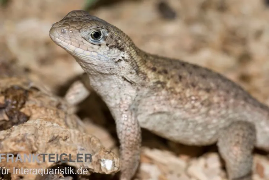 Rollschwanzleguan, Leiocephalus carinatus
