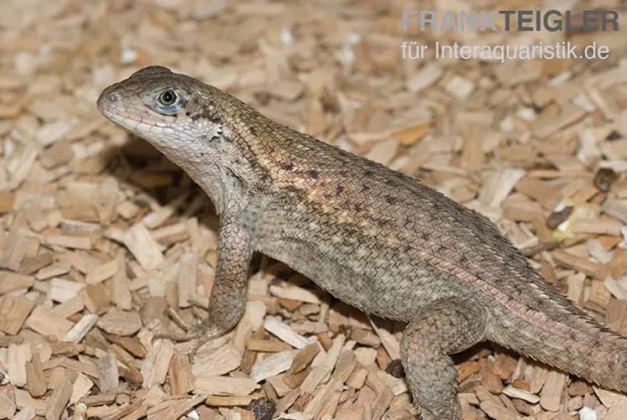 Rollschwanzleguan, Leiocephalus carinatus