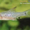 Roloffs Zwergbarbe, Oreichthys parvus (Minifisch)