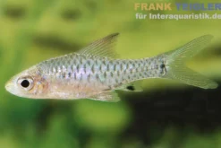 Roloffs Zwergbarbe, Oreichthys parvus (Minifisch)