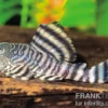 Rosafarbener Tigerharnischwels, L226, Panaqolus changae, 7-8 cm