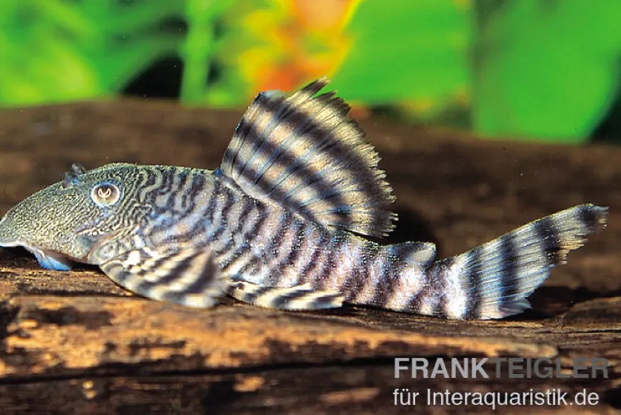 Rosafarbener Tigerharnischwels, L226, Panaqolus changae, 7-8 cm