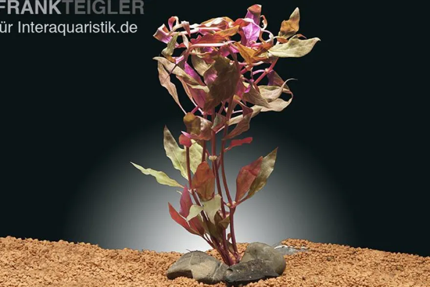 Rosanerviges Papageienblatt, Alternanthera reineckii "Red Ruby", im Topf
