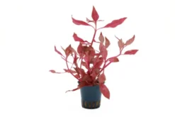 Rosanerviges Papageienblatt, Alternanthera reineckii "Red Ruby", im Topf