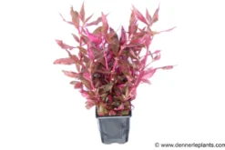Rosanerviges Papageienblatt, Alternanthera reineckii "Red Ruby", XXL Mutterpflanze