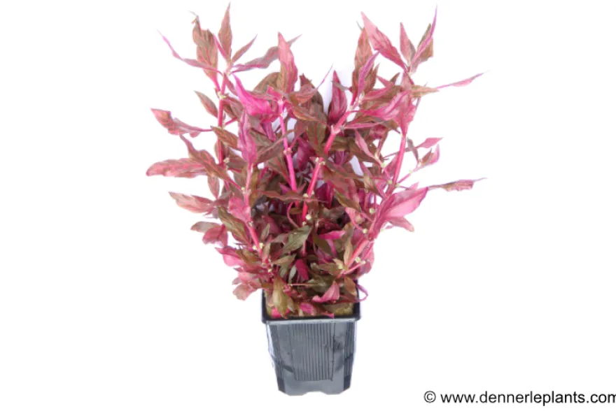 Rosanerviges Papageienblatt, Alternanthera reineckii "Red Ruby", XXL Mutterpflanze