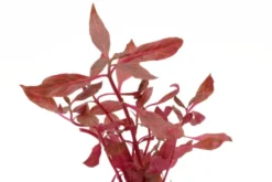 Rosanerviges Papageienblatt, Alternanthera reineckii "Red Ruby", XXL Mutterpflanze