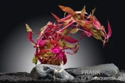 Rosanerviges Papageienblatt, Alternanthera reineckii