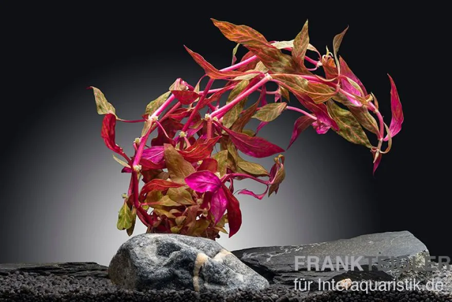Rosanerviges Papageienblatt, Alternanthera reineckii "Red Ruby", XXL Mutterpflanze