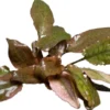 Rosaner Wasserkelch, Cryptocoryne wendtii "Fancy Pink", im Topf