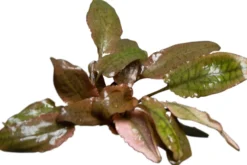 Rosaner Wasserkelch, Cryptocoryne wendtii "Fancy Pink", im Topf