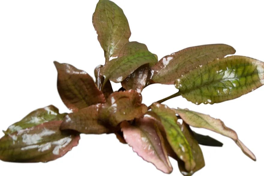 Rosaner Wasserkelch, Cryptocoryne wendtii "Fancy Pink", im Topf