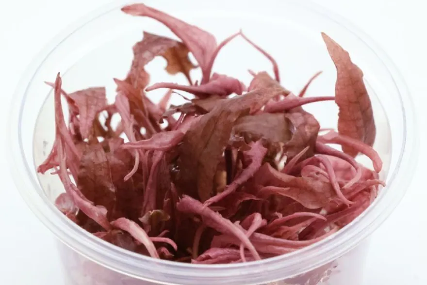 Rosaner Wasserkelch, Cryptocoryne wendtii "Fancy Pink", im Topf