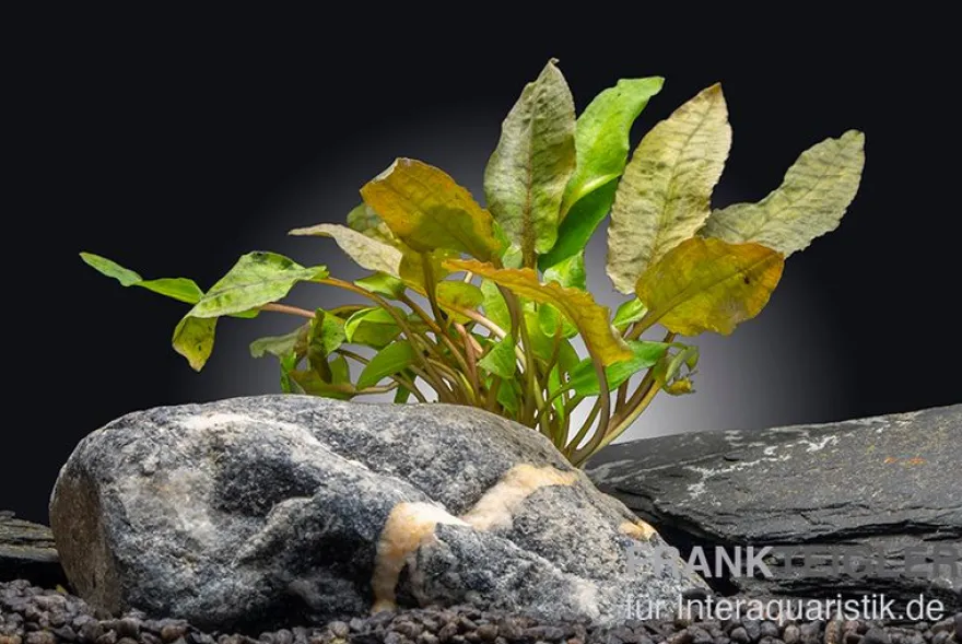 Rosaner Wasserkelch, Cryptocoryne wendtii "Fancy Pink", im Topf