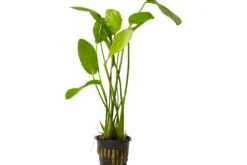 Rosane Schwertpflanze, Echinodorus rose, XL-Topf, Mutterpflanze