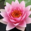 Rosa Seerose, Nymphaea madam