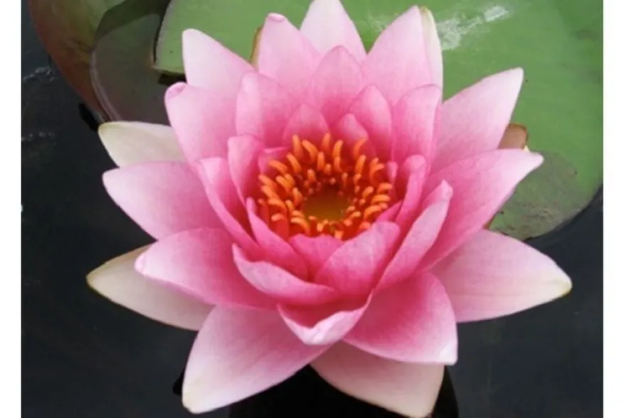 Rosa Seerose, Nymphaea madam