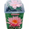Rosa Seerose, Nymphaea sp. "Fabiola", Knolle