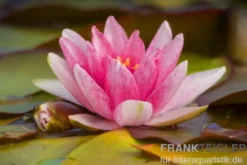 Rosa Seerose, Nymphaea sp. "Fabiola", Knolle
