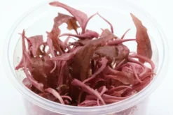 Rosa Wasserkelch, Cryptocoryne wendtii "Flamingo", In Vitro