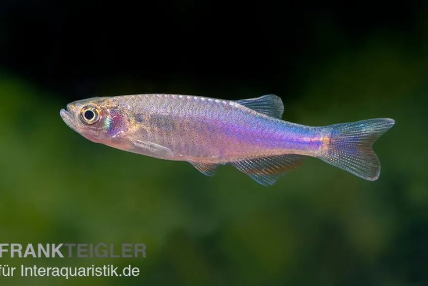 Rosenbärbling, Danio roseus, 3-5 cm