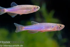 Rosenbärbling, Danio roseus, 3-5 cm