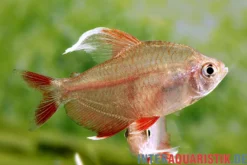 Rosensalmler, Hyphessobrycon rosaceus