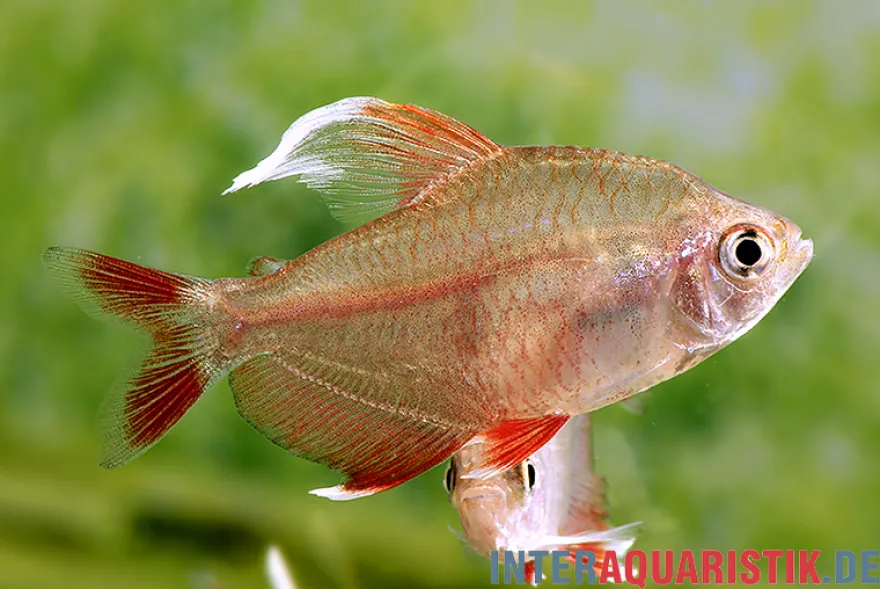 Rosensalmler, Hyphessobrycon rosaceus