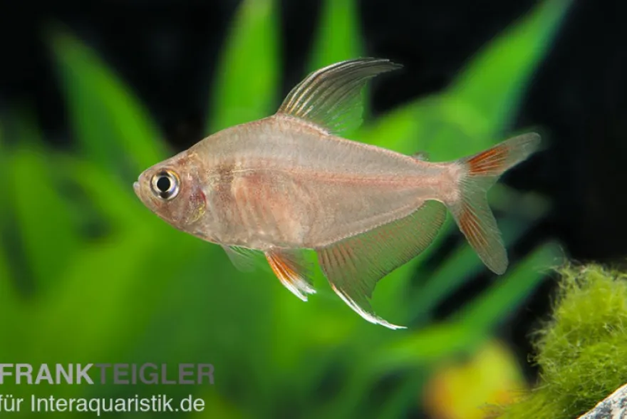 Rosensalmler, Hyphessobrycon rosaceus