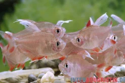 Rosensalmler, Hyphessobrycon rosaceus