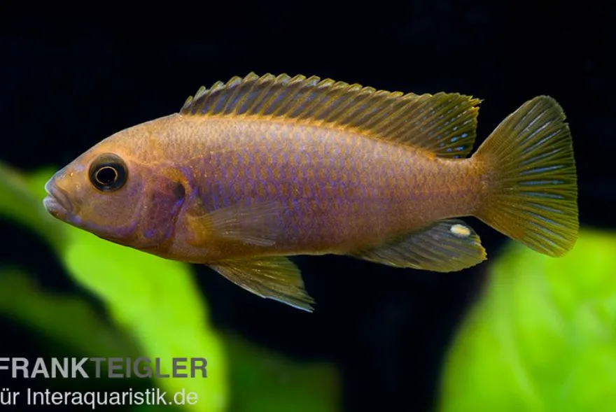 Rostroter-Maulbrüter, Iodotropheus sprengerae red, NZ, 4-6 cm