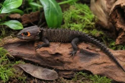 Rotaugen-Buschkrokodil, Tribolonotus gracilis