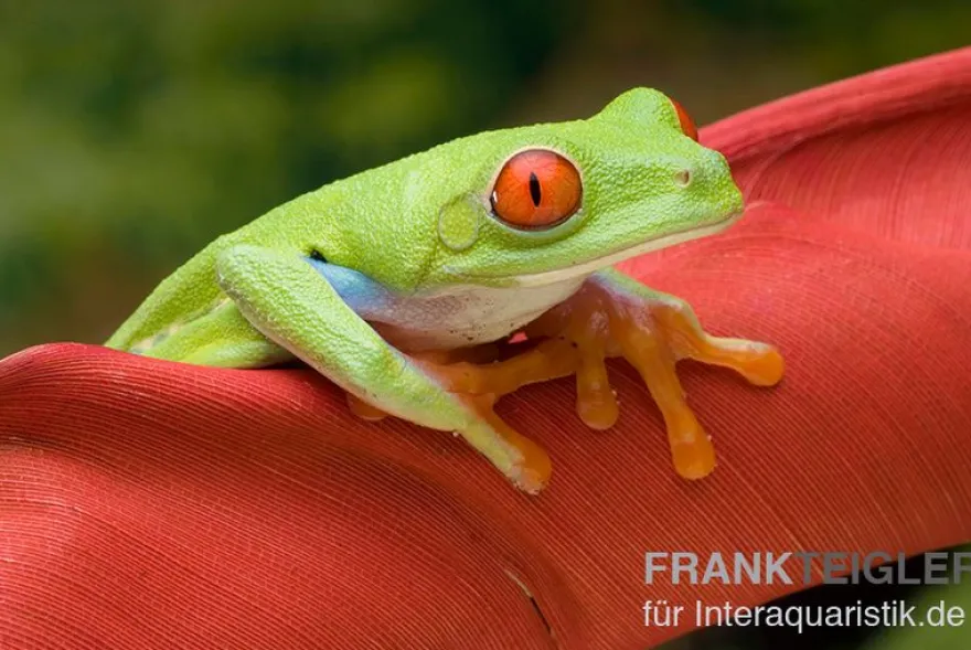 Rotaugenlaubfrosch, Agalychnis callidryas DNZ