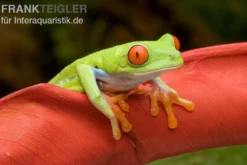 Rotaugenlaubfrosch, Agalychnis callidryas DNZ