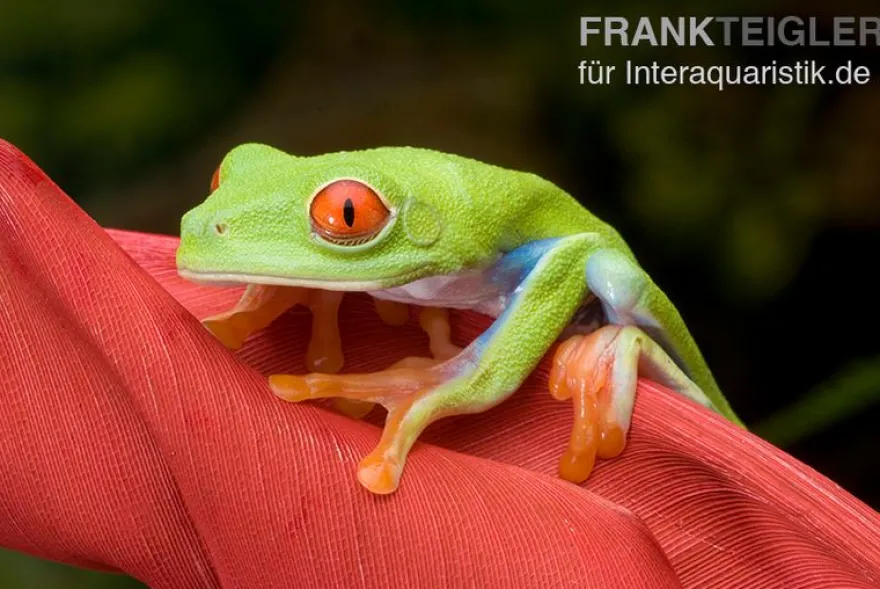 Rotaugenlaubfrosch, Agalychnis callidryas DNZ
