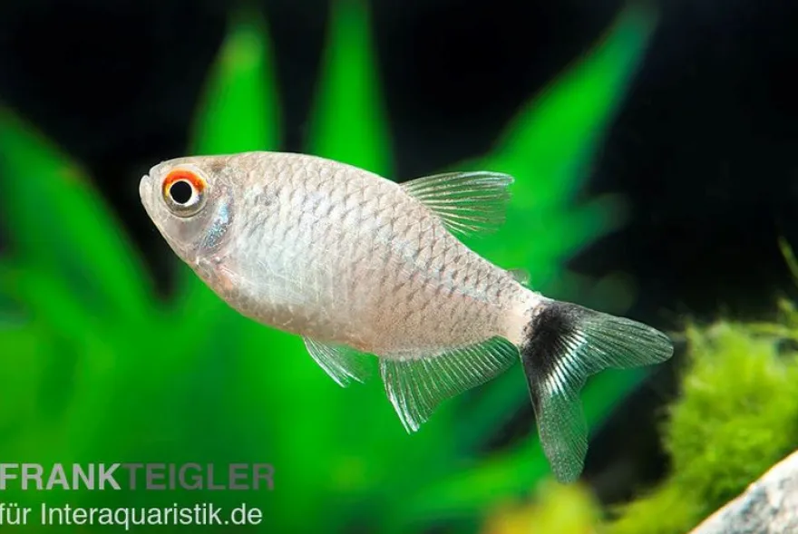 Rotaugen-Moenkhausia, Moenkhausia sanctaefilomenae