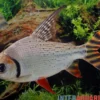 Rotaugen-Nachtsalmler, Semaprochilodus laticeps, 9-11 cm