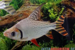 Rotaugen-Nachtsalmler, Semaprochilodus laticeps, 9-11 cm