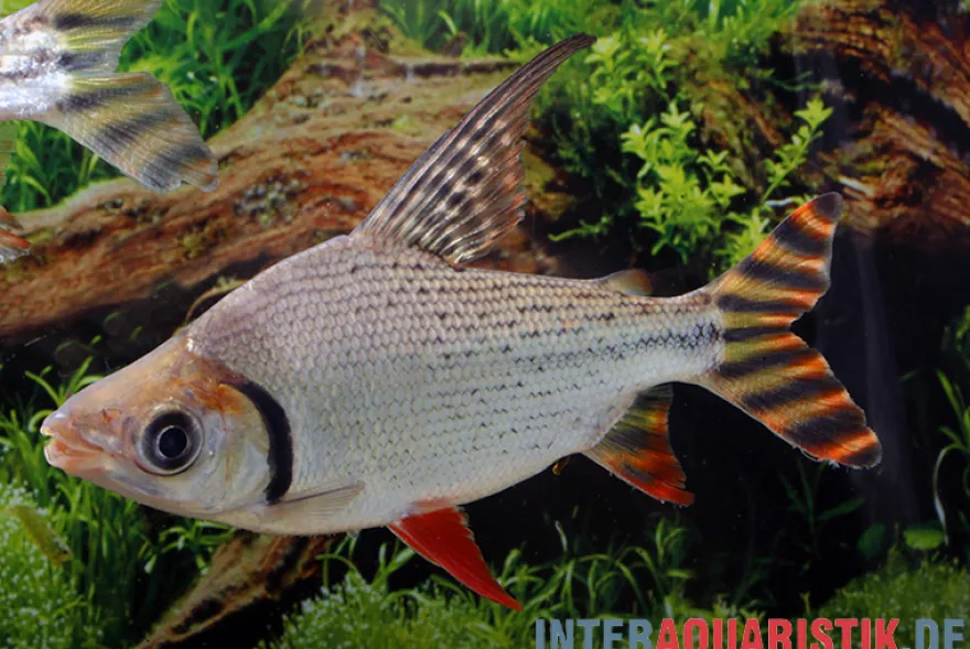 Rotaugen-Nachtsalmler, Semaprochilodus laticeps, 9-11 cm